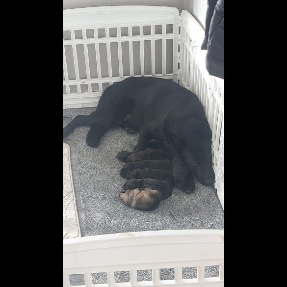 German Shepherd (Alsatian) - Both
