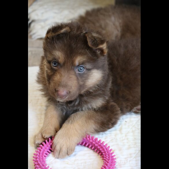 German Shepherd (Alsatian) - Bitches