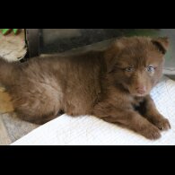 German Shepherd (Alsatian) - Bitches