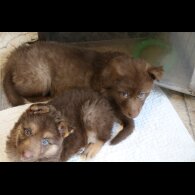 German Shepherd (Alsatian) - Bitches