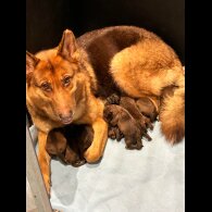 German Shepherd (Alsatian) - Bitches