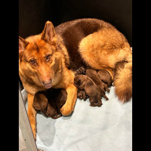 German Shepherd (Alsatian) - Bitches