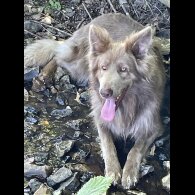 German Shepherd (Alsatian) - Bitches