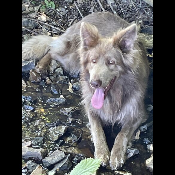 German Shepherd (Alsatian) - Bitches