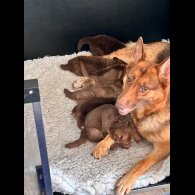 German Shepherd (Alsatian) - Bitches