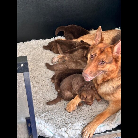 German Shepherd (Alsatian) - Bitches