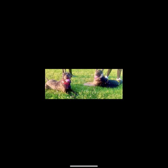 German Shepherd (Alsatian) - Both