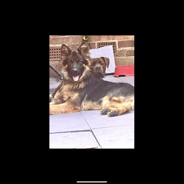 German Shepherd (Alsatian) - Both