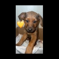 German Shepherd (Alsatian) - Both