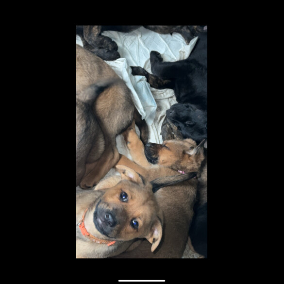 German Shepherd (Alsatian) - Both