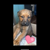 German Shepherd (Alsatian) - Both