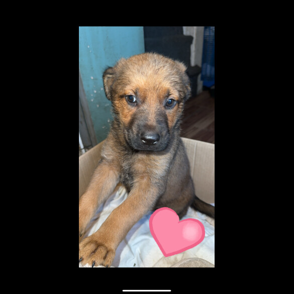 German Shepherd (Alsatian) - Both