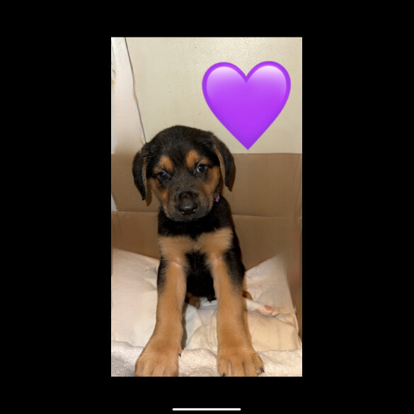 German Shepherd (Alsatian) - Both