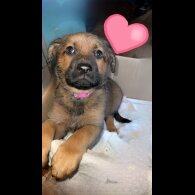 German Shepherd (Alsatian) - Both