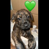 German Shepherd (Alsatian) - Both