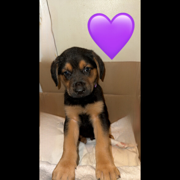 German Shepherd (Alsatian) - Both