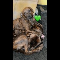 German Shepherd (Alsatian) - Both