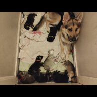 German Shepherd (Alsatian) - Both