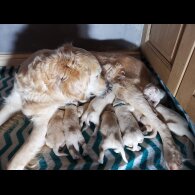 Golden Retriever - Both