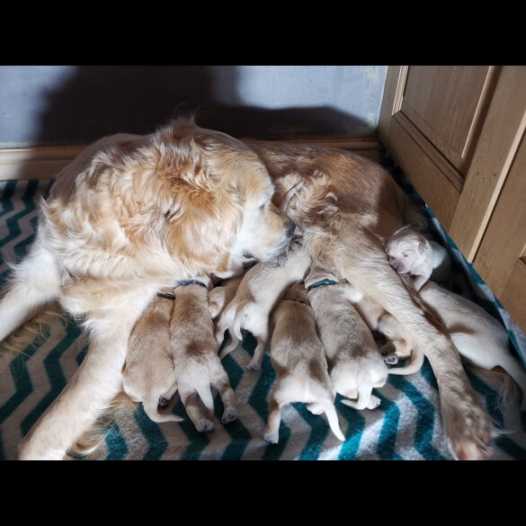 Golden Retriever - Both