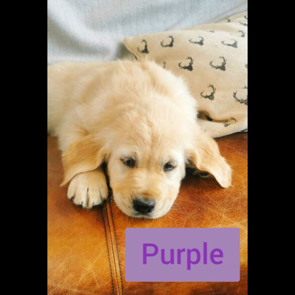 Golden Retriever - Both
