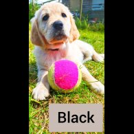 Golden Retriever - Both