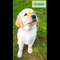 Golden Retriever - Both