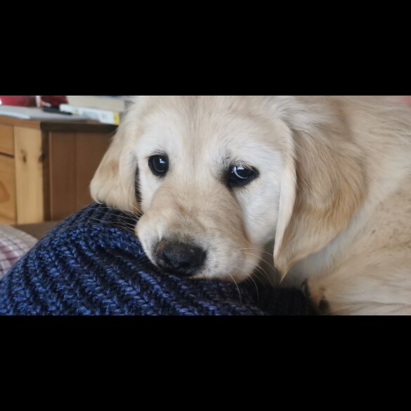 Golden Retriever - Both