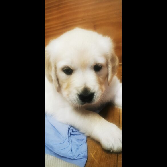Golden Retriever - Both