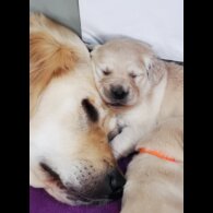Golden Retriever - Both