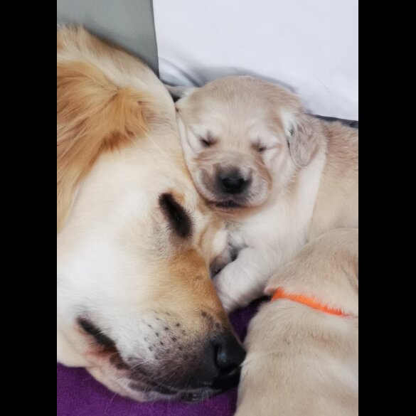 Golden Retriever - Both