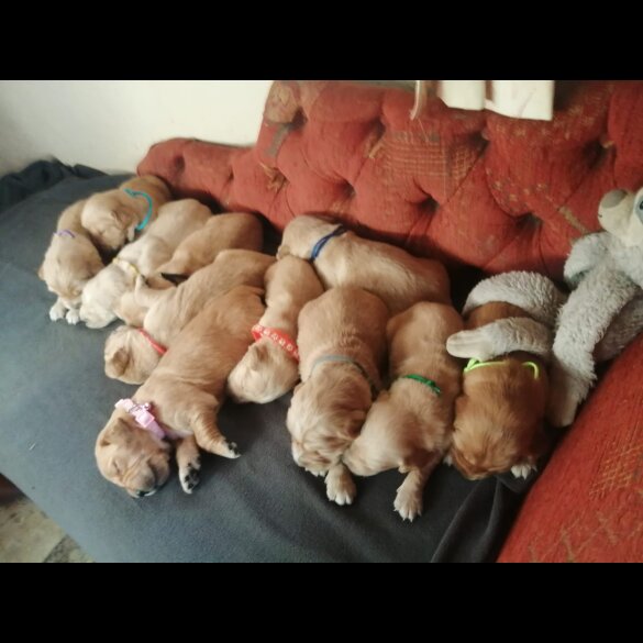 Golden Retriever - Both