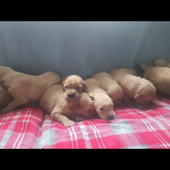Golden Retriever - Both