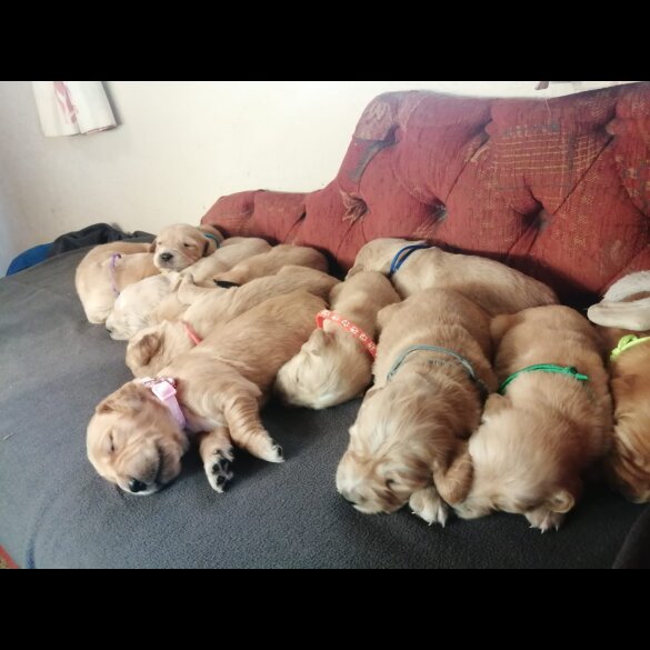 Golden Retriever - Both