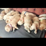 Golden Retriever - Both