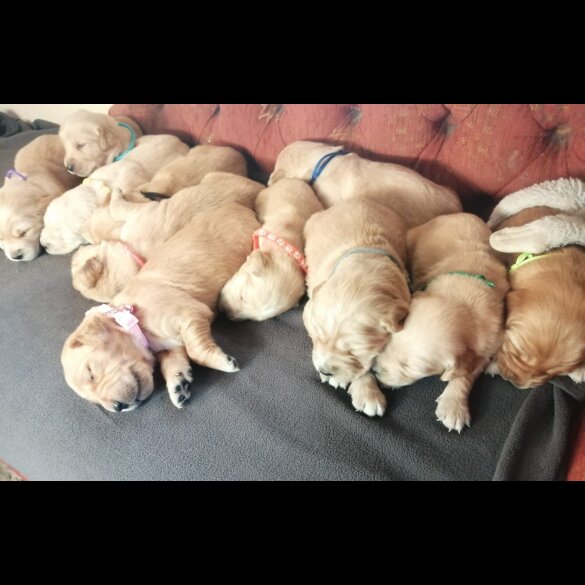 Golden Retriever - Both