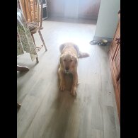 Golden Retriever - Both