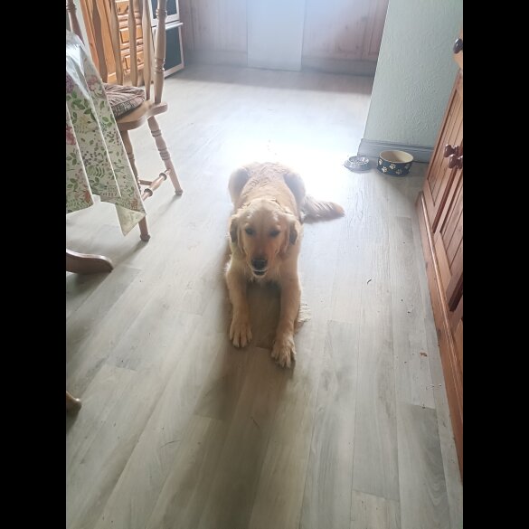 Golden Retriever - Both