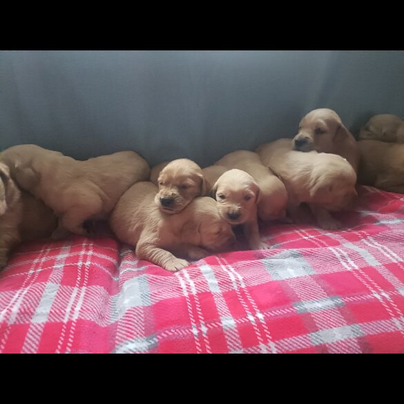 Golden Retriever - Both