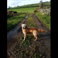 Golden Retriever - Both
