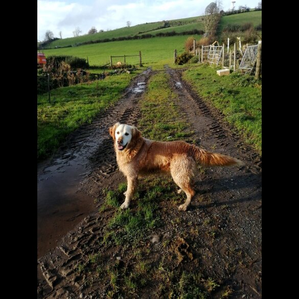 Golden Retriever - Both