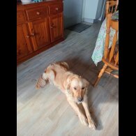 Golden Retriever - Both