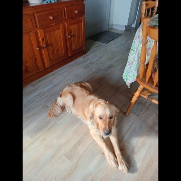Golden Retriever - Both