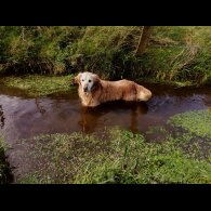 Golden Retriever - Both