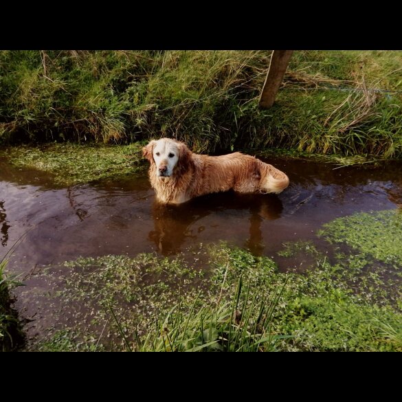 Golden Retriever - Both