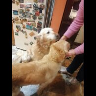 Golden Retriever - Both