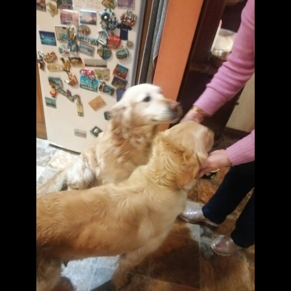 Golden Retriever - Both