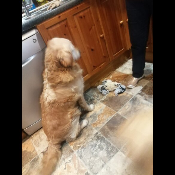 Golden Retriever - Both
