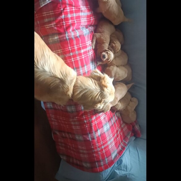 Golden Retriever - Both