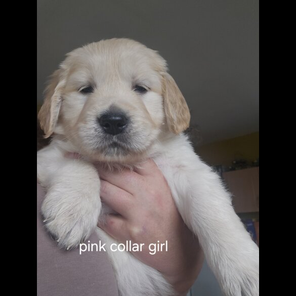 Golden Retriever - Both